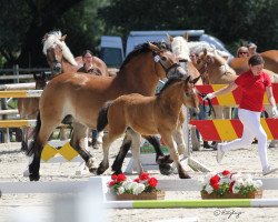 stallion Fritzi Deluxe (Rhenish-German Cold-Blood, 2019, from Franzl)