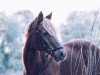 dressage horse Melchior 16 (German Riding Pony, 1994, from Merlin)