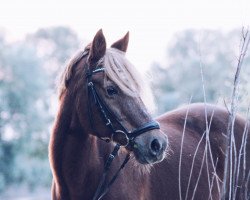 dressage horse Melchior 16 (German Riding Pony, 1994, from Merlin)