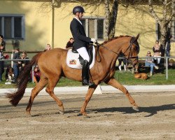 dressage horse Desamparados (Hanoverian, 2013, from Destano)