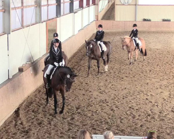 Reitturnier Lüdinghausen-Westrup 2016