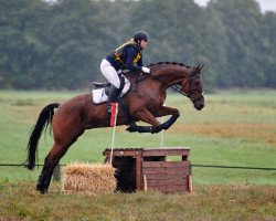 jumper Lukito (Hanoverian, 2009, from Luecke)