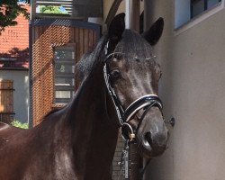 dressage horse Houdini (Trakehner, 2014, from Dürrenmatt (ex Domino))