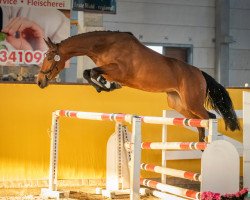 Springpferd Kenickie Row de la Pomme (KWPN (Niederländisches Warmblut), 2015, von Gaillard de La Pomme)