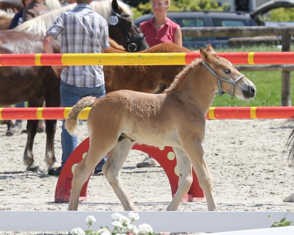 Deckhengst Hengst von Higgins / Martell (Rheinisch-Deutsches Kaltblut, 2019, von Higgins)