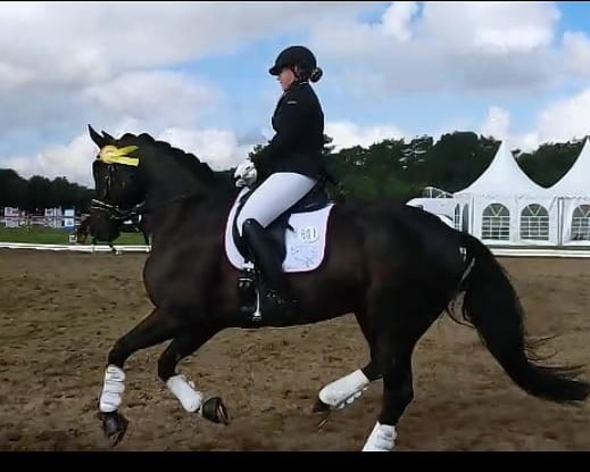 dressage horse Sir George Clooney (Hanoverian, 2011, from St. Moritz Junior)