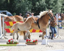 broodmare Holde (Rhenish-German Cold-Blood, 2019, from Higgins)