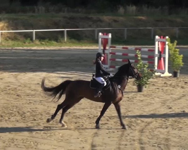 Reitturnier Köln-Leverkusen 2016