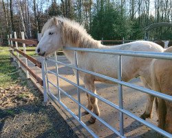 Pferd Bacardi (Fjordpferd, 2017, von Bram)