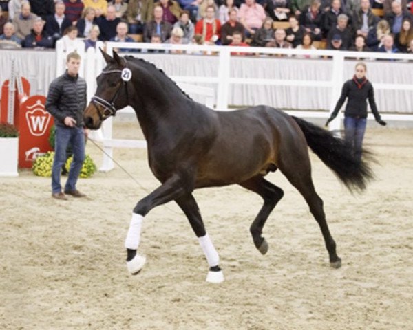 stallion Fidelius 41 (Westphalian, 2014, from Franziskus FRH)