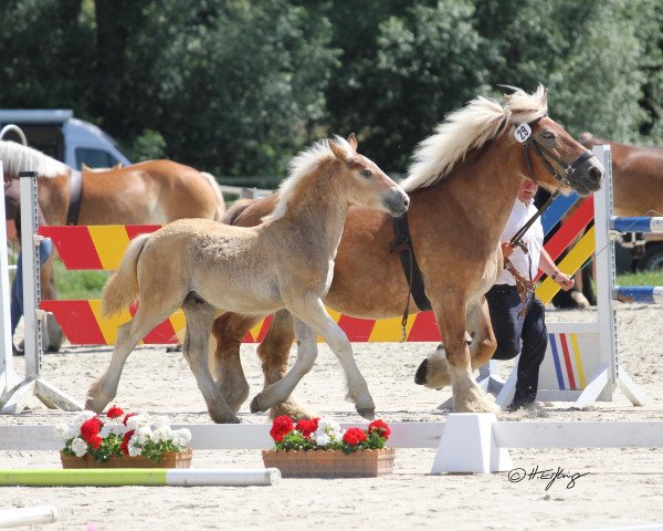 stallion Hauke (Rhenish-German Cold-Blood, 2019, from Higgins)