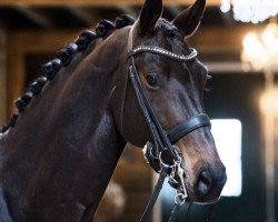 dressage horse Charming Lady (KWPN (Royal Dutch Sporthorse), 2007, from Painted Black)