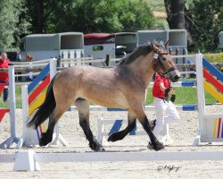 broodmare Alma (Rhenish-German Cold-Blood, 2016, from Adoro)