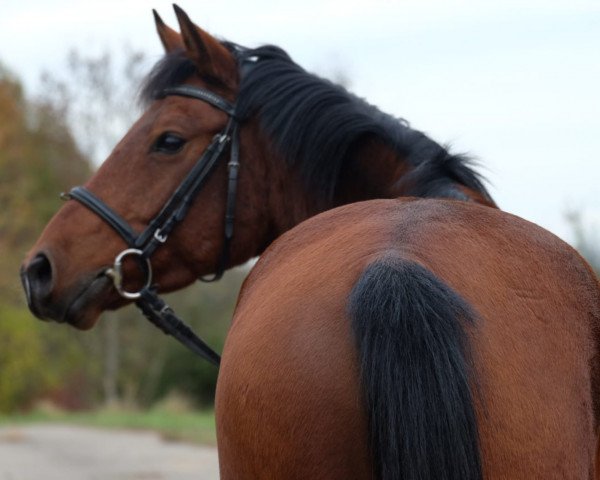 dressage horse Nagid (German Riding Pony, 2013, from Nemax)