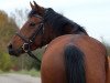 dressage horse Nagid (German Riding Pony, 2013, from Nemax)