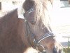 Zuchtstute Jolly (Dt.Part-bred Shetland Pony, 1982, von Jaegermeister)