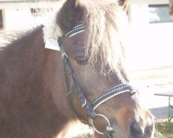 Zuchtstute Jolly (Dt.Part-bred Shetland Pony, 1982, von Jaegermeister)