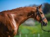 dressage horse Larry of Locksley (Bavarian, 2009, from Locksley III)