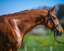 dressage horse Larry of Locksley (Bavarian, 2009, from Locksley III)