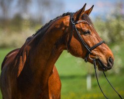 Springpferd Eiben II (Hannoveraner, 2005, von Embassy I)