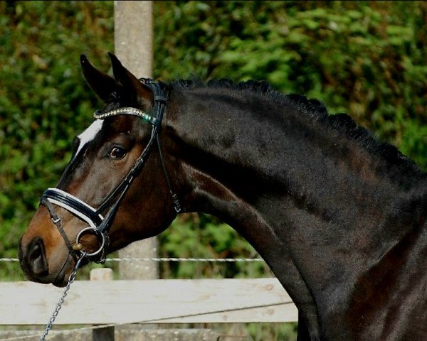 dressage horse Fürst Fridolin (German Sport Horse, 2015, from Fürst Romancier)