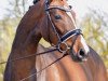 dressage horse Belissima 50 (Hanoverian, 2011, from Belissimo NRW)