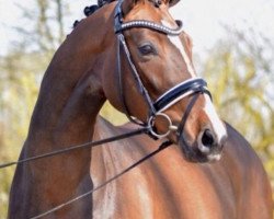 dressage horse Belissima 50 (Hanoverian, 2011, from Belissimo NRW)