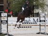 Springpferd Klio Grischuna CH (Schweizer Warmblut, 2011, von Krambambuli v. Schlösslihof)