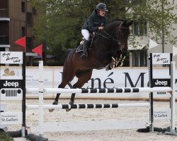 Springpferd Klio Grischuna CH (Schweizer Warmblut, 2011, von Krambambuli v. Schlösslihof)