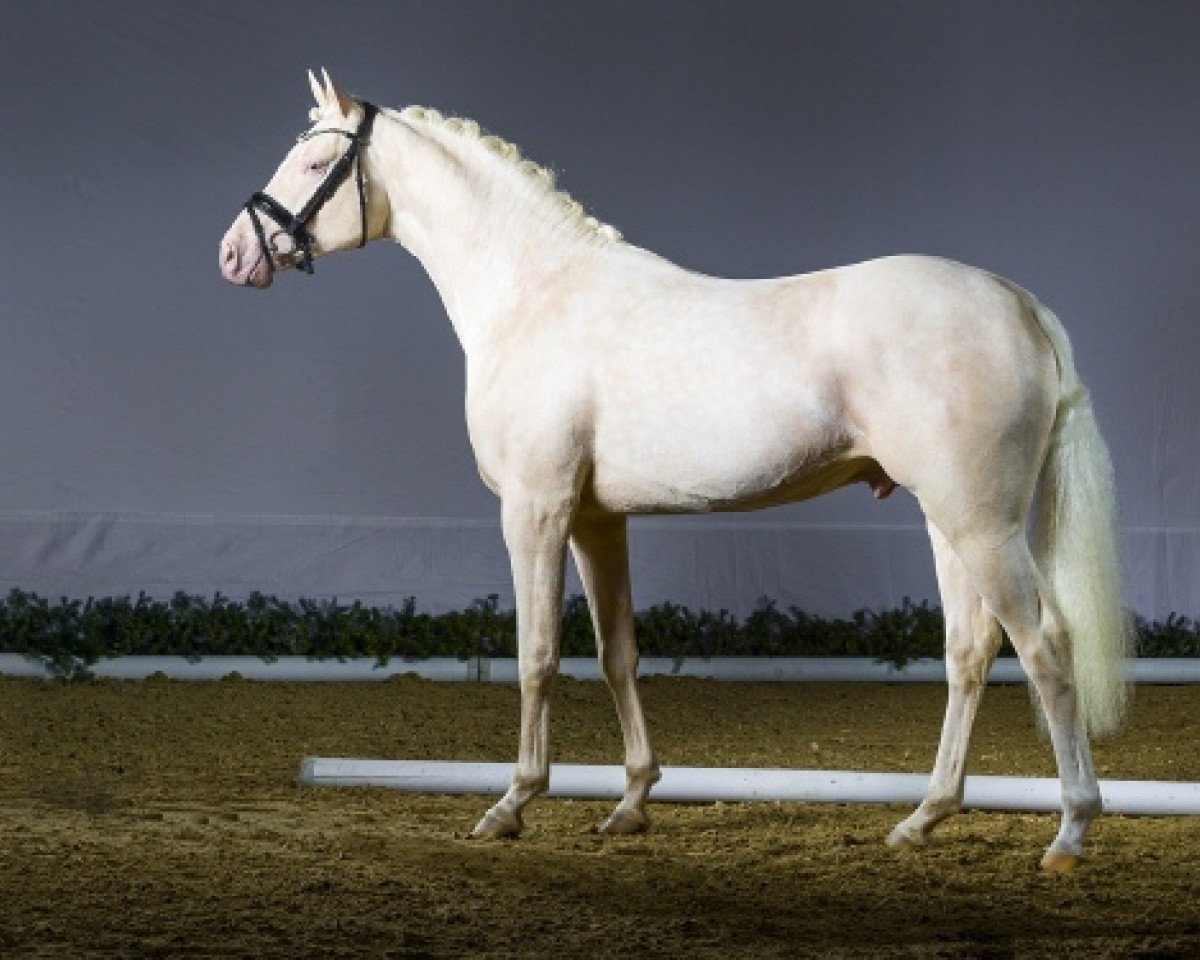 stallion Rivers Dancing AS (German Riding Pony, 2016, from PrH Riverdance)