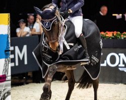 jumper Horst van de Mispelaere (Belgian Warmblood, 2007, from Wandor van de Mispelaere D'10)