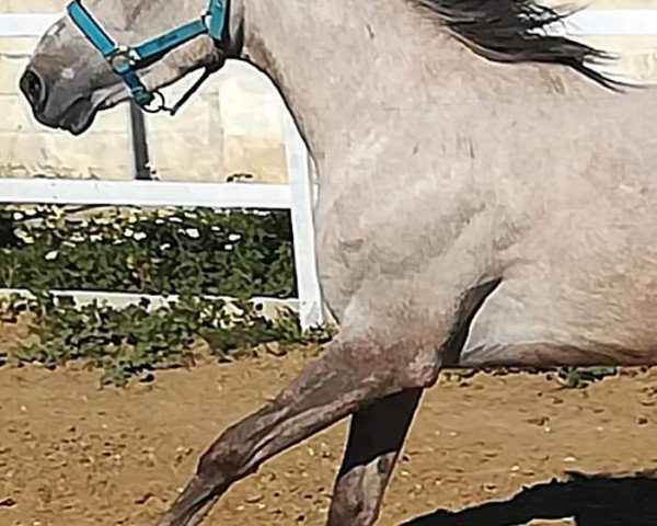 Pferd Zel del Galeon AA (Anglo-Araber, 2016, von Garabi LB ox)
