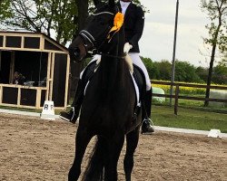 dressage horse Dante Noir 3 (Westphalian, 2015, from Dante Weltino Old)