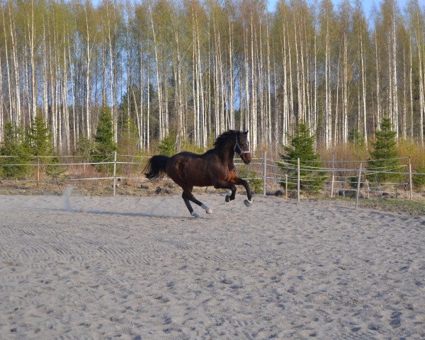 Pferd Dario (Deutsches Reitpony, 1995, von Diadem N)