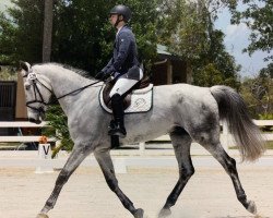 jumper F-Neat Freak (KWPN (Royal Dutch Sporthorse), 2010, from Napels)