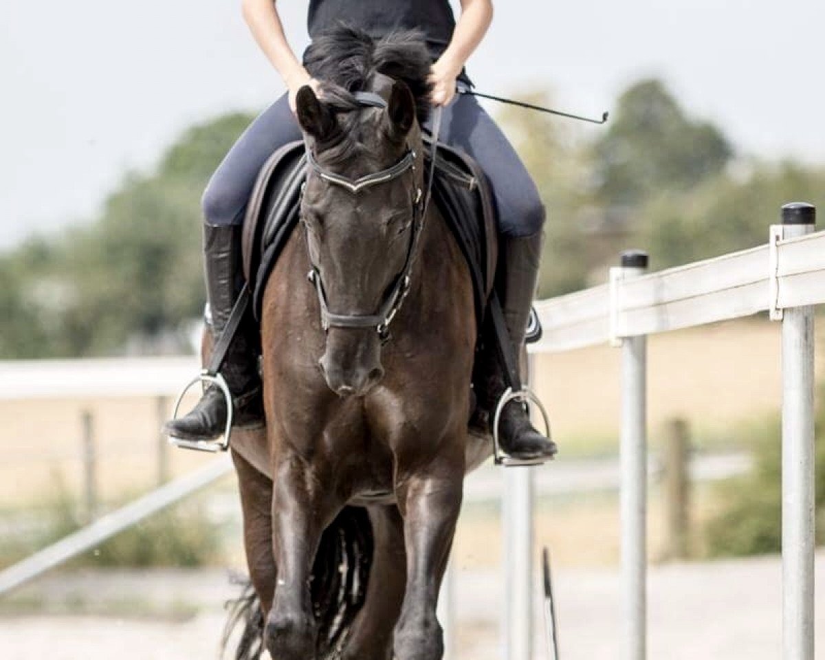jumper Royal Velvet 2 (Württemberger, 2005, from Rubinero 2)