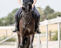 jumper Royal Velvet 2 (Württemberger, 2005, from Rubinero 2)