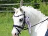 broodmare Leybucht's Ellyna (Welsh mountain pony (SEK.A), 2004, from Polaris Victor)