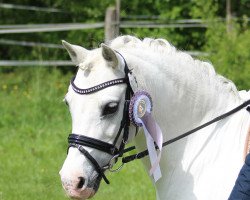 Zuchtstute Leybucht's Ellyna (Welsh Mountain Pony (Sek.A), 2004, von Polaris Victor)