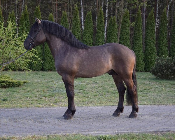 horse Szafir (Polish Heavy Draft,  )