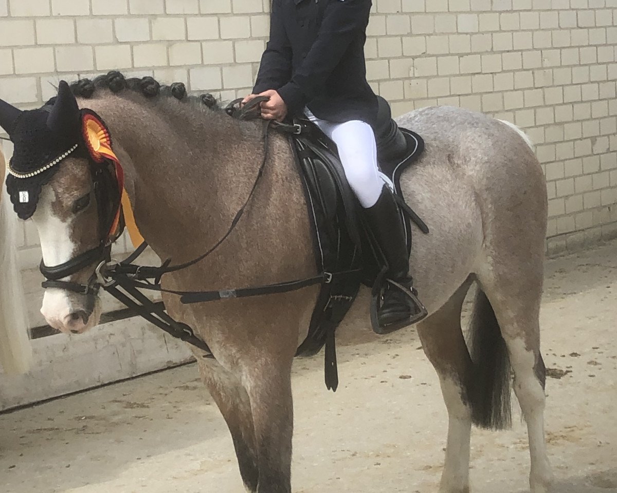 jumper J - Barolo (Welsh-Pony (Section B), 2001, from Den Bramel's Baye)