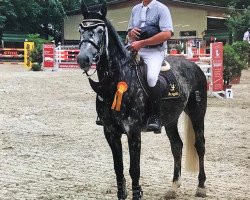 jumper Climbo M (Oldenburg show jumper, 2009, from Clinton I)