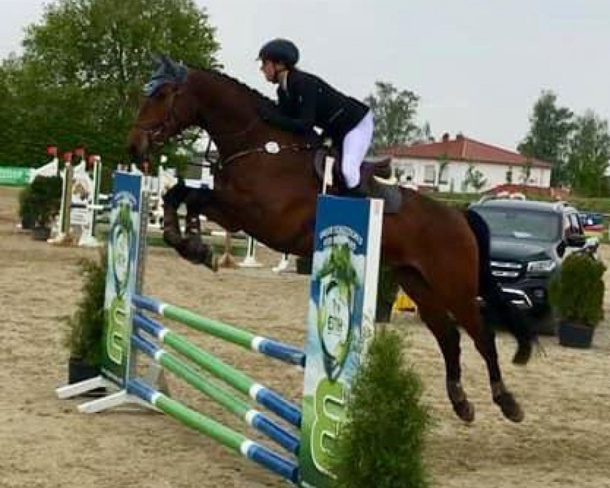 Springpferd Chaccolot 2 (Bayer, 2012, von Caretello B)