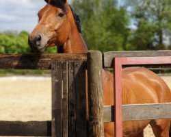 broodmare Celeste (Hanoverian, 2014, from Conteur)