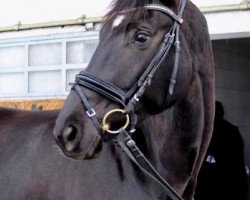 dressage horse Ostglück (Trakehner, 2014, from Ovaro)