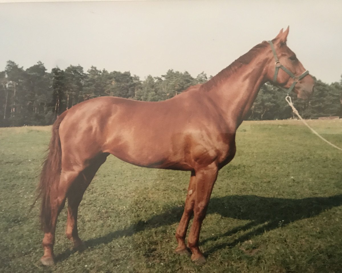 Zuchtstute Ancora (Hannoveraner, 1993, von Acord II)