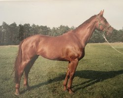 broodmare Ancora (Hanoverian, 1993, from Acord II)