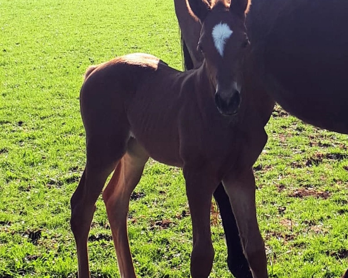 horse Quinoa (Thoroughbred, 2019, from Tres Rock Danon xx)