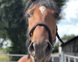 jumper Vino Volante (Swedish Warmblood, 2014, from Vittorio)