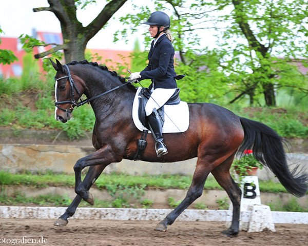 dressage horse Divina Wi (Württemberger, 2013, from Don Diamond)